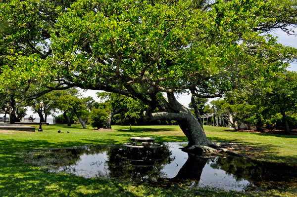 Live Oak tree reflected in rain water